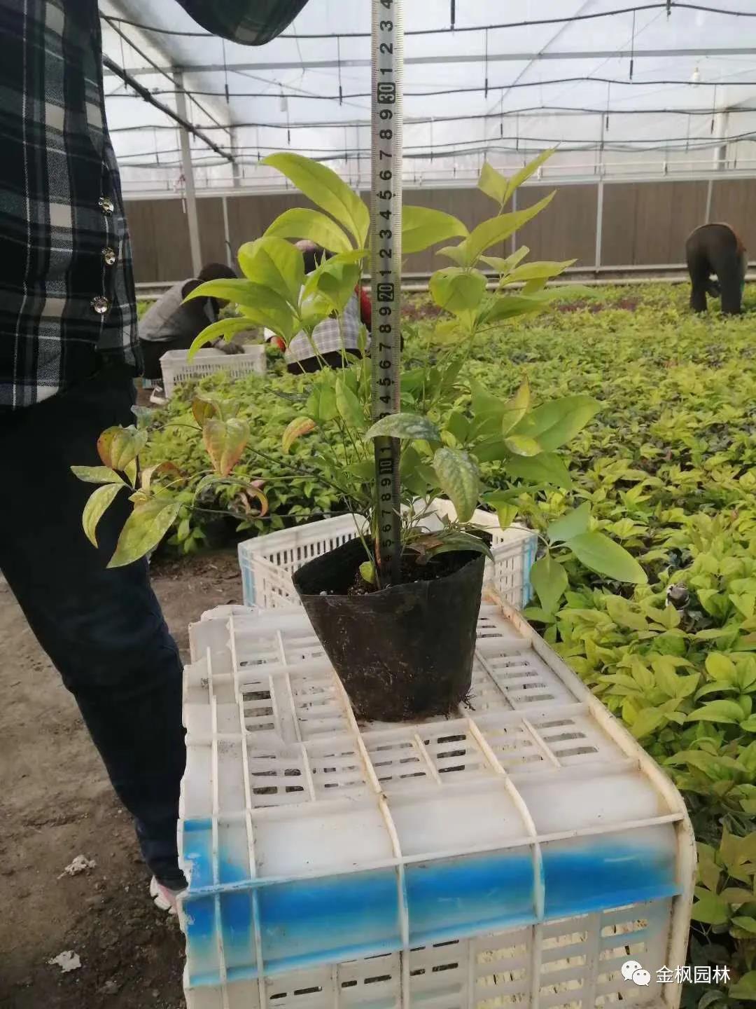 貴陽龍洞堡機場三期擴建空管工程